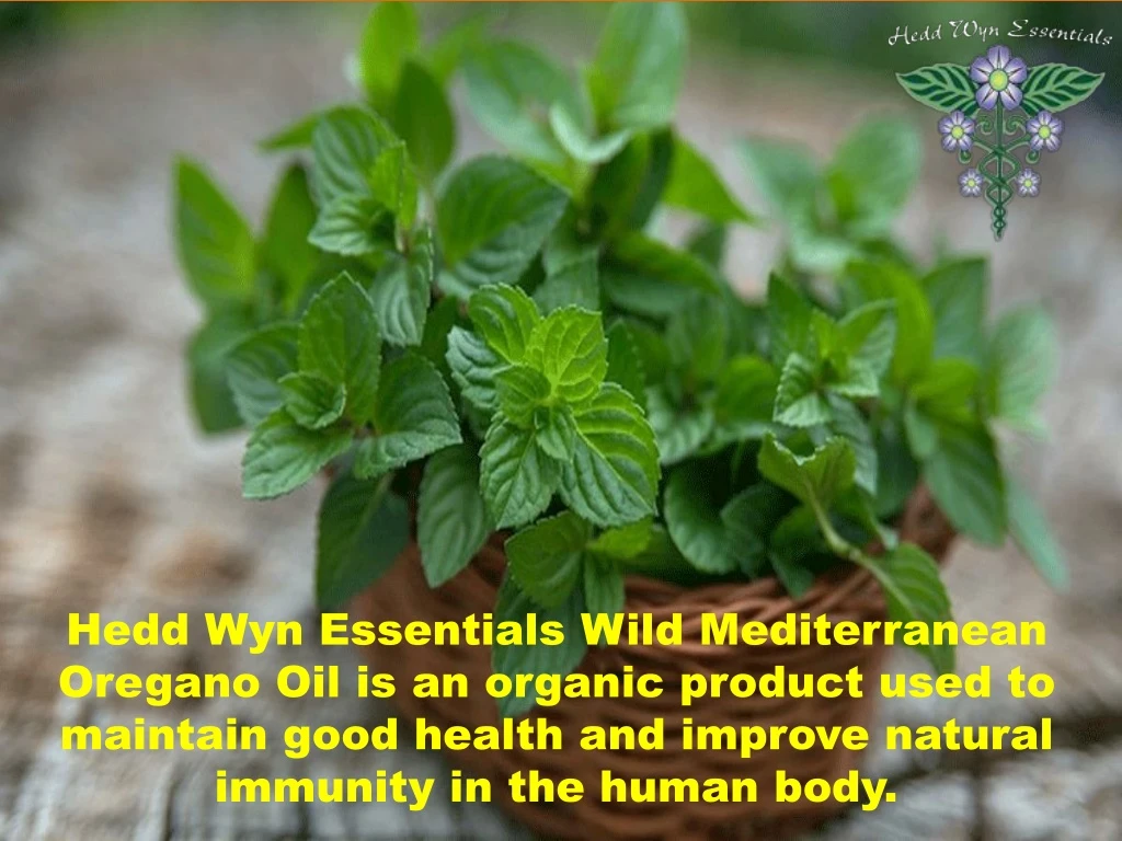 hedd wyn essentials wild mediterranean oregano