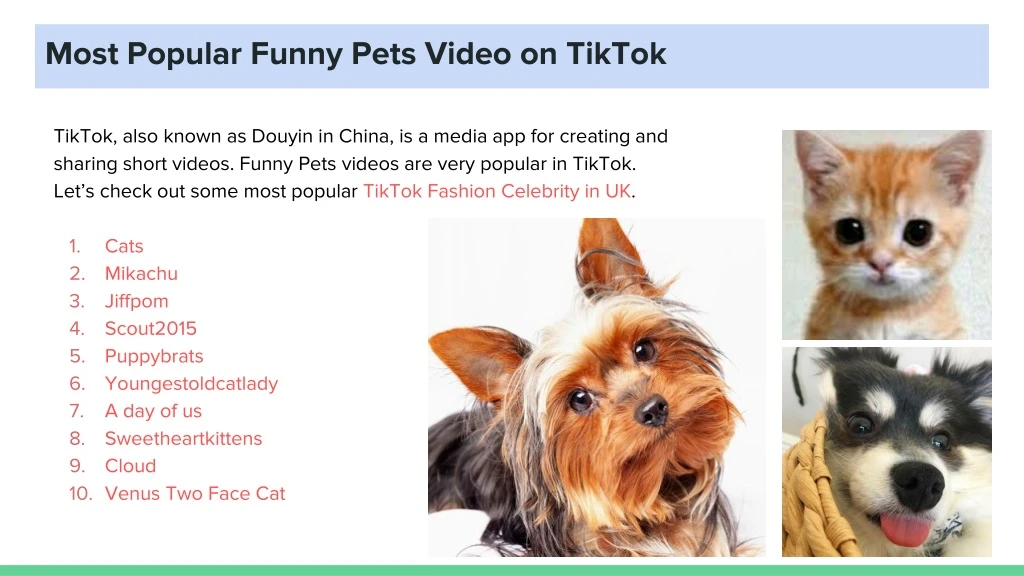 most popular funny pets video on tiktok