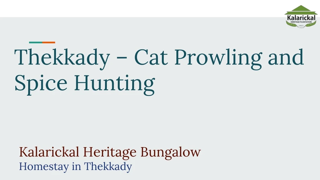 thekkady cat prowling and spice hunting