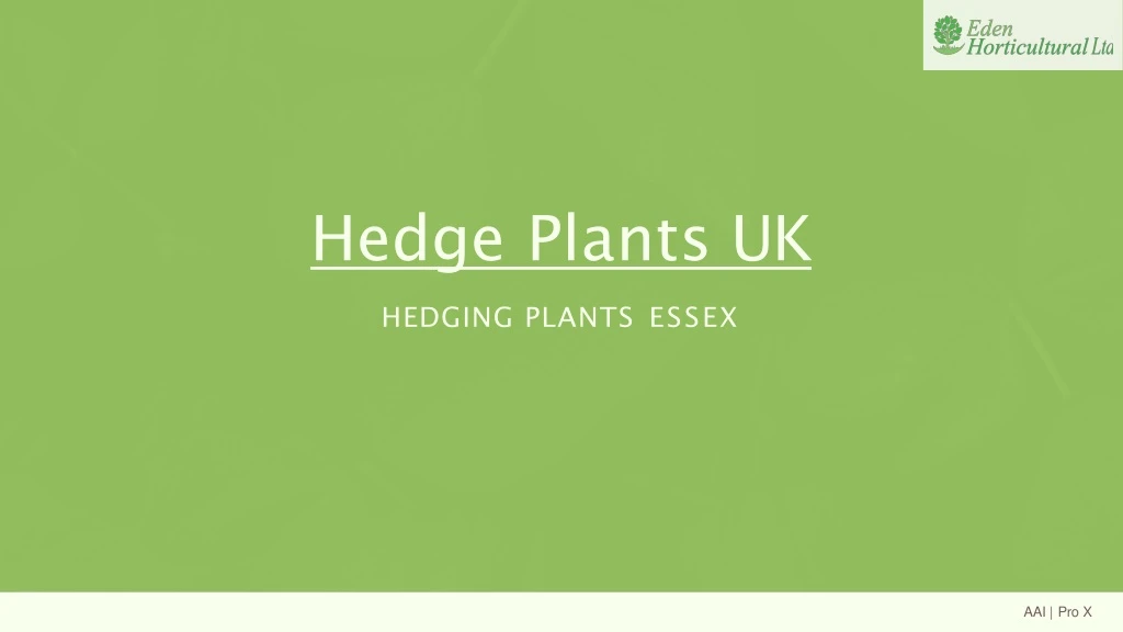 hedge plants uk