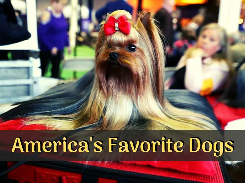 america s favorite dogs
