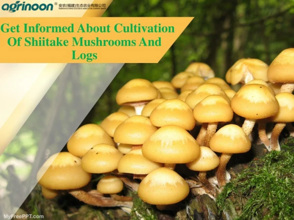 Get Informed About Cultivation Of Shiitake Mushrooms And Logs