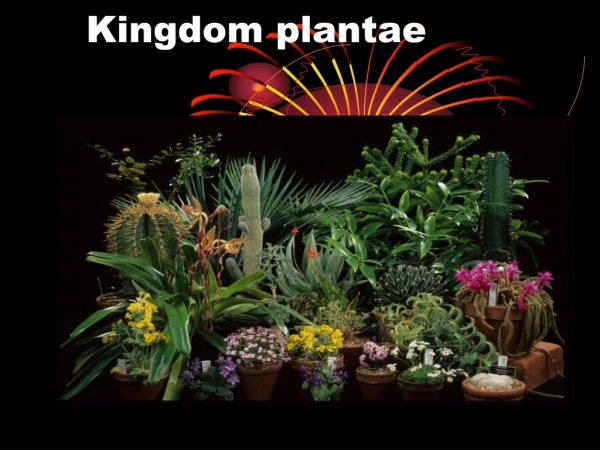 Kingdom plantae-Presentation