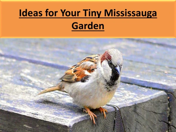 Ideas for Your Tiny Mississauga Garden