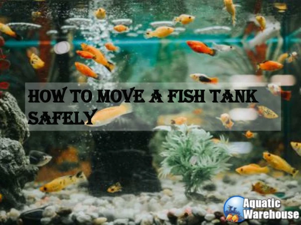 How to Move a Fish Tank Safely