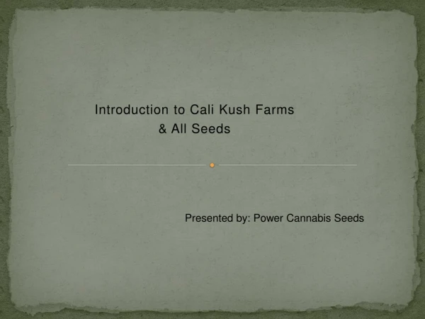 Buy Cali Kush Farms Seeds | Cannabis Seeds in London