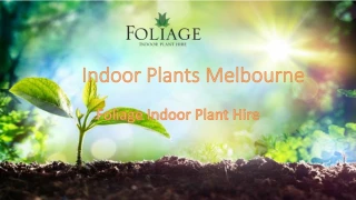 Indoor Plants Melbourne - slide 1