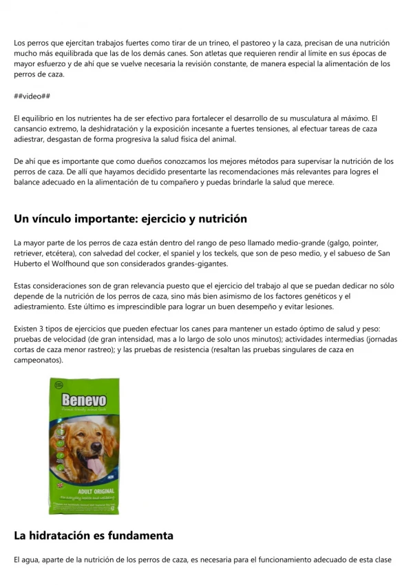 Todo lo que necesitas saber acerca de alimentación perros de caza para parecer un experto