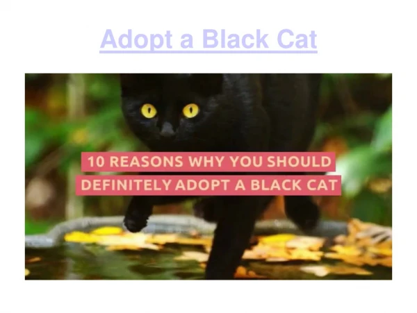Adopt Black Cats
