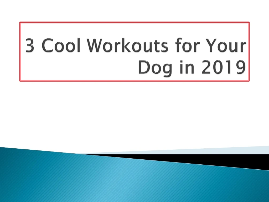 3 cool workouts for your dog in 2019