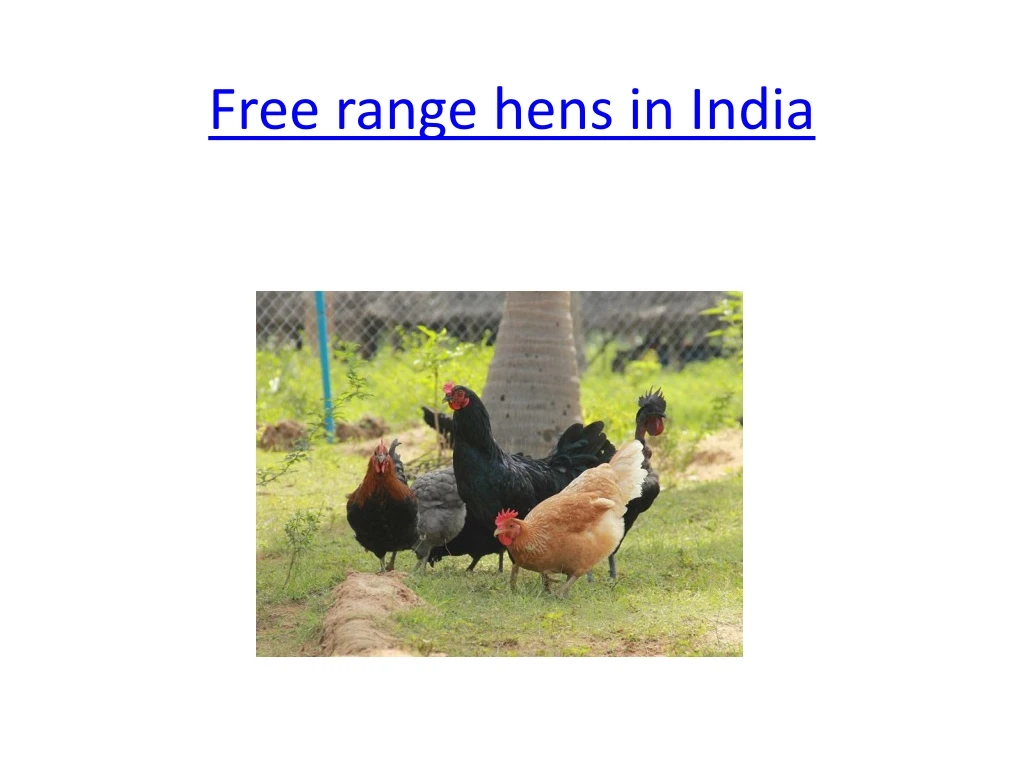free range hens in india