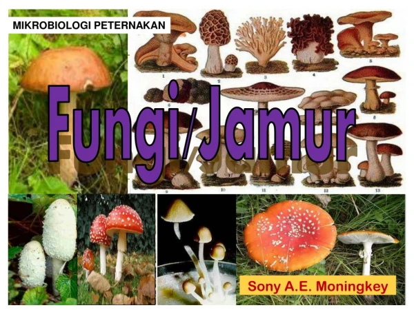 Fungi / Jamur