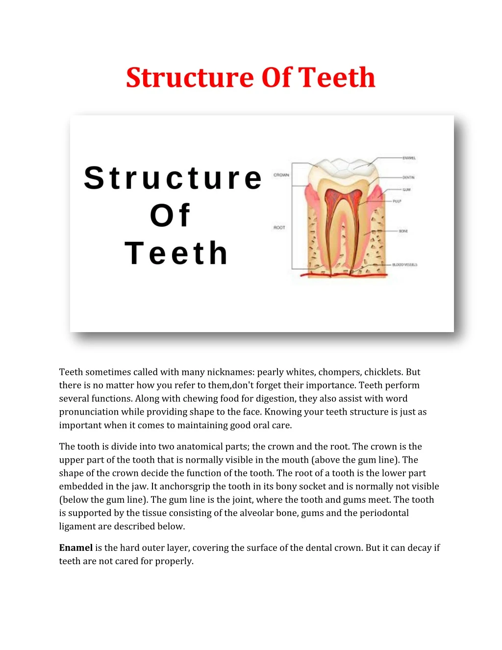 structure of teeth