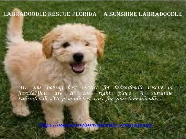 labradoodle rescue florida | A Sunshine Labradoodle