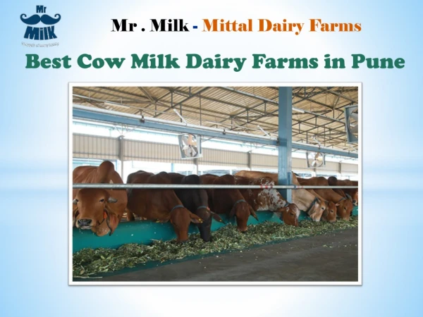 Mittal Dairy Farms - Best Cow Milk Diary Farm in Pune
