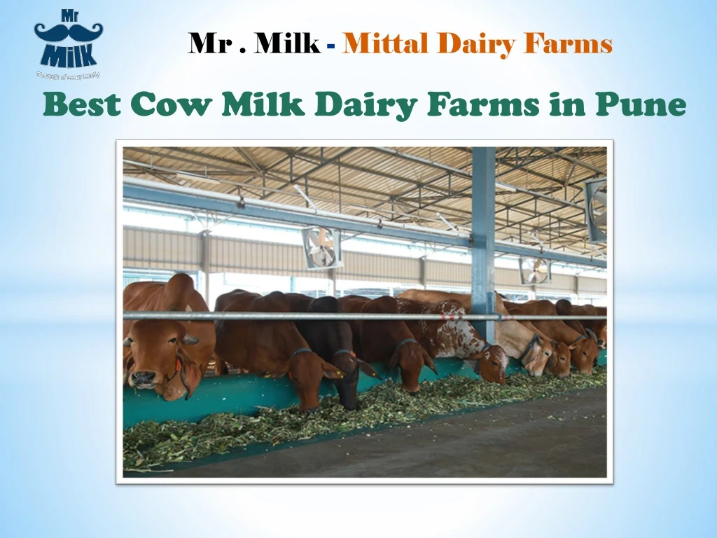 mr milk mittal dairy farms