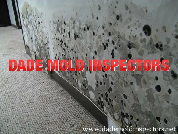 Dade Mold Inspectors - Mold Inspections Miami