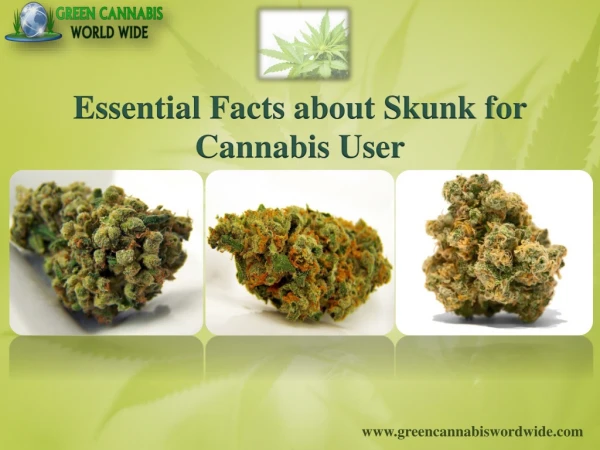 Essential Facts about Skunk for Cannabis User