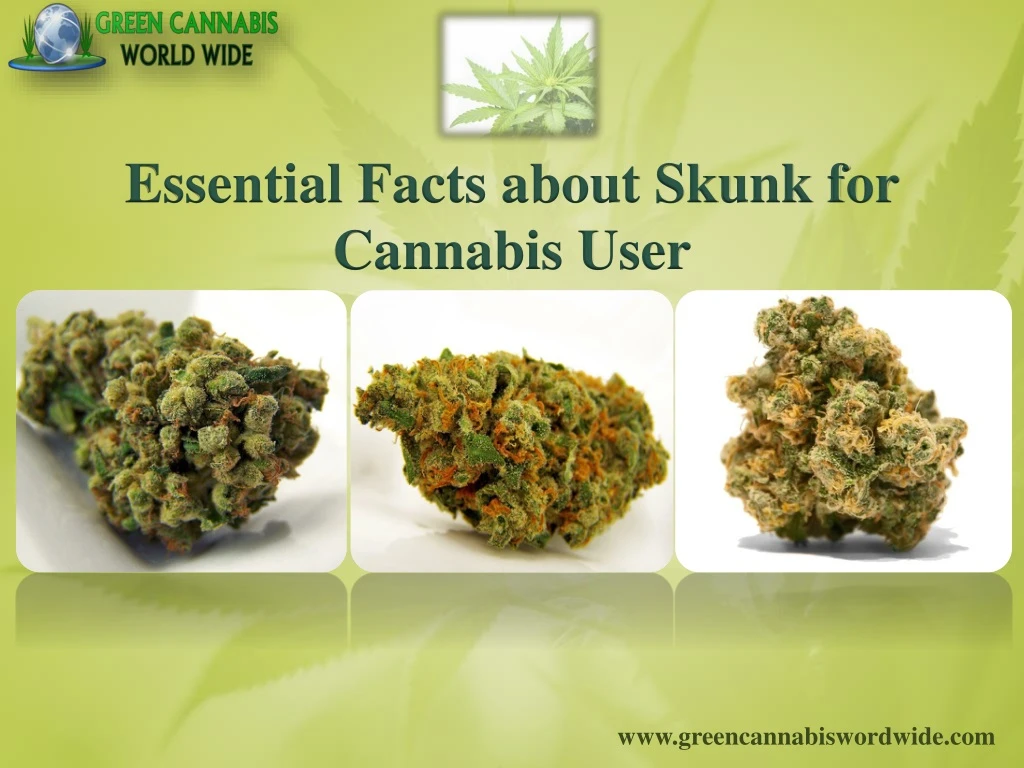 essential facts about skunk for cannabis user