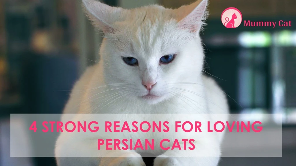 4 strong reasons for loving persian cats
