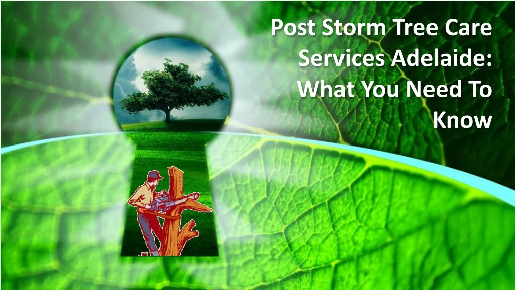 post storm tree care services adelaide what