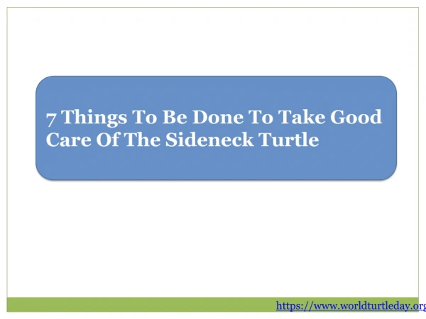 7 Things To Be Done To Take Good Care Of The Sideneck Turtle