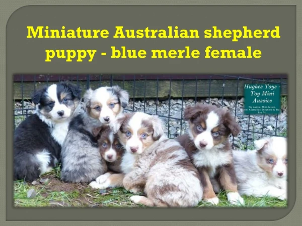 Miniature Australian shepherd puppy - blue merle female