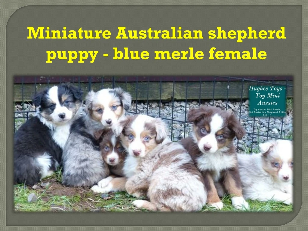 miniature australian shepherd puppy blue merle
