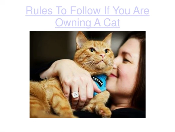 Rules to Follow If You are Owning a Cat