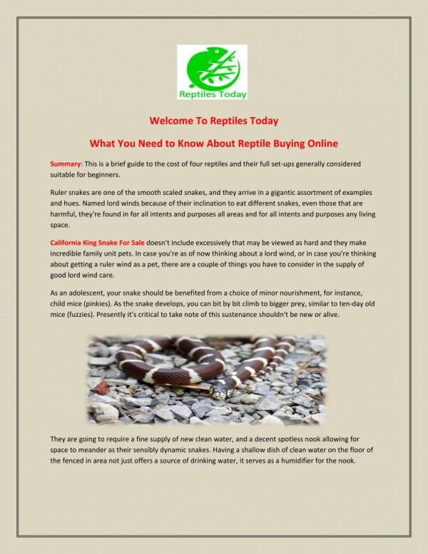 What You Need to Know About Reptile Buying Online