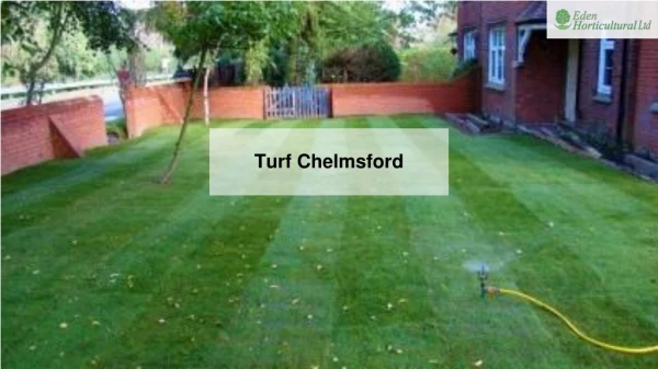 Turf Chelmsford