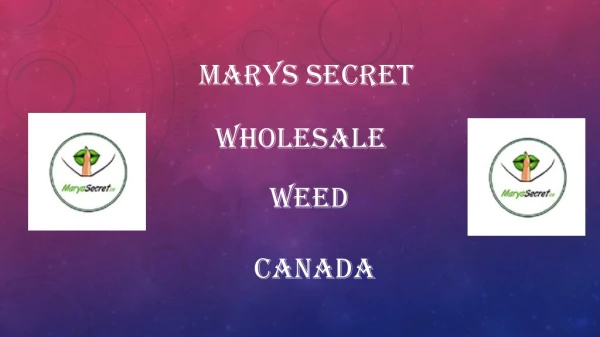 Marys Secret- Wholesale Weed Canada