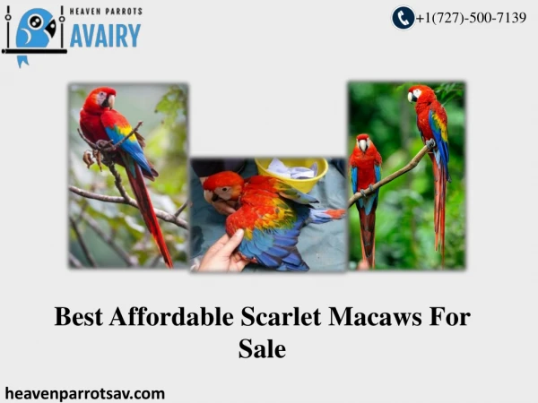 Great Ways to Find Scarlet Macaws to sale