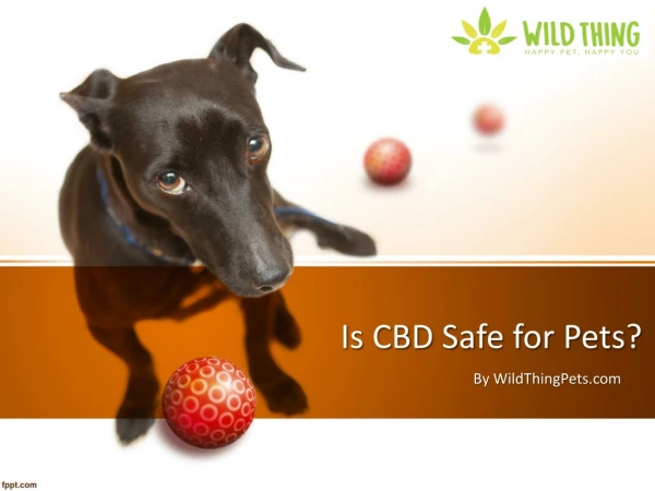 Is CBD Safe for Pets?