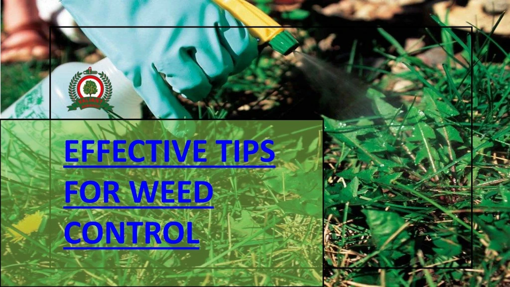 effective tips for weed control
