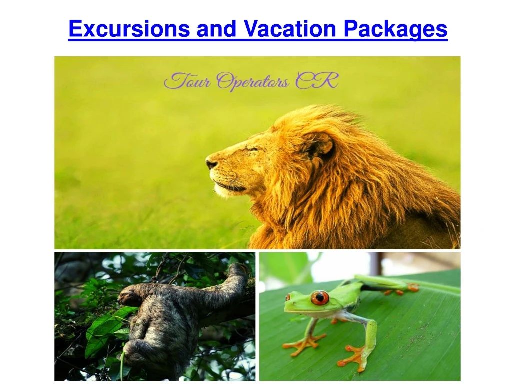 excursions and vacation packages