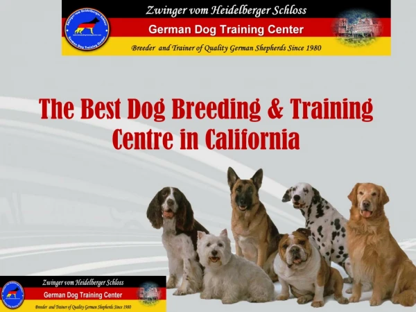The Best Dog Breeding & Training Centre in California