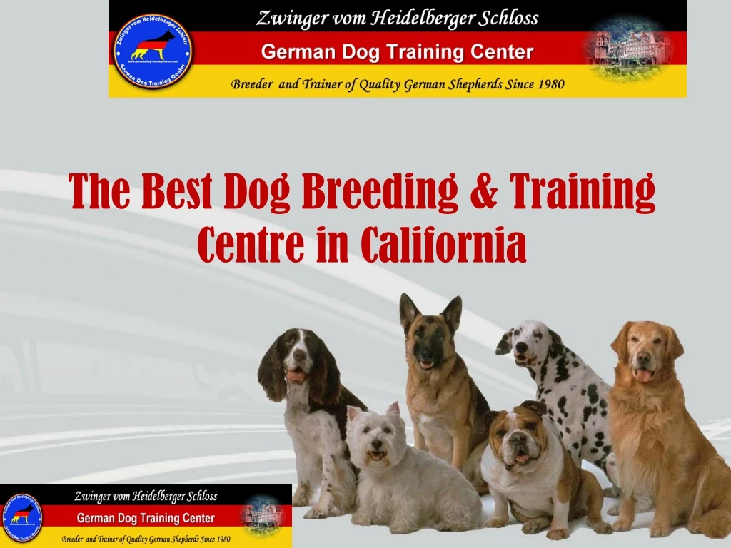 the best dog breeding training centre in california