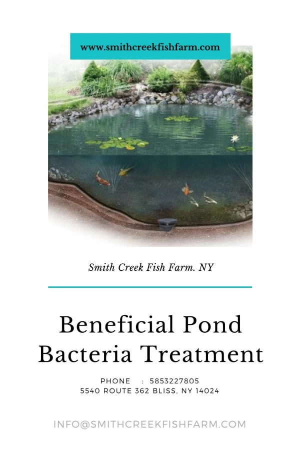 Beneficial Pond Bacteria Treatment by SmithCreekFishFarm