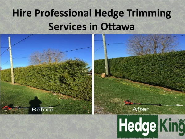 Hire professional hedge trimming services in Ottawa