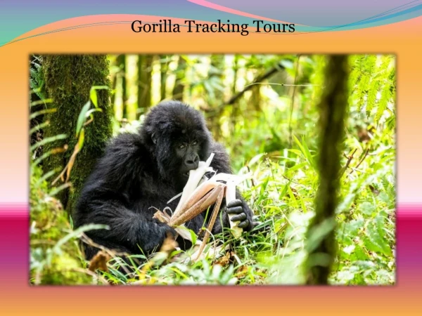 Gorilla tracking tours