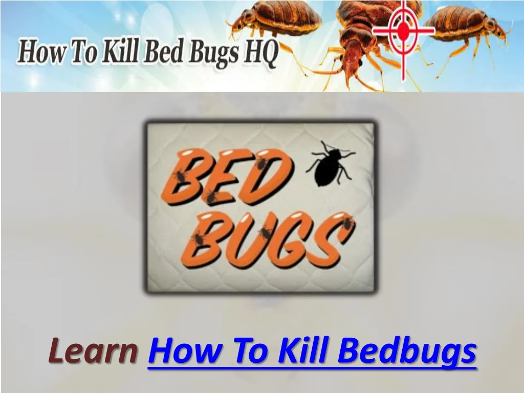 learn how to kill bedbugs