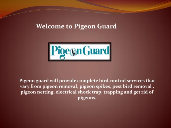 Pigeon Spikes, Commercial Bird Control Services, Pigeon Guard