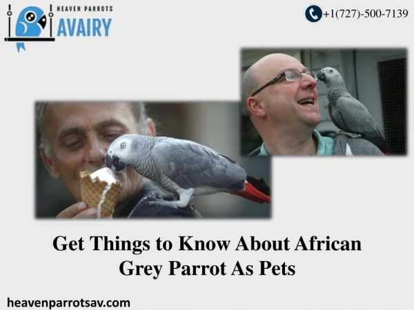 The African Grey Parrot Makes a Wonderful Pet