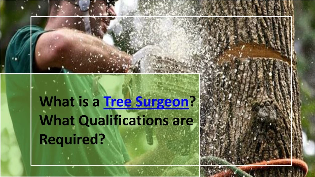 what is a tree surgeon what qualifications