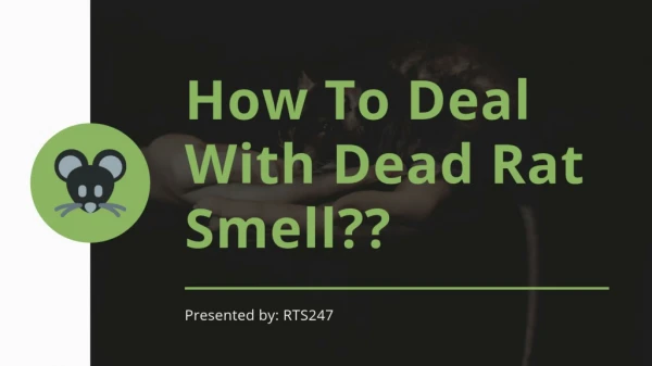 How to deal with dead rat smell