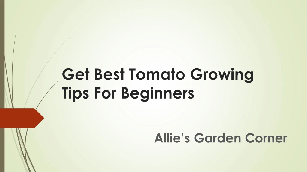 get best tomato growing tips for beginners