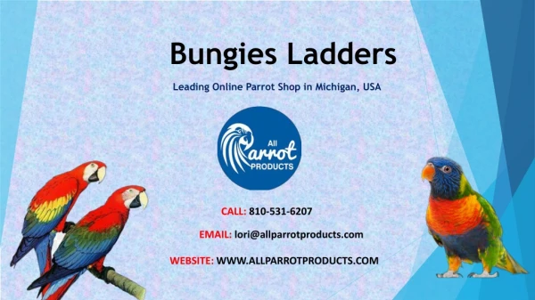 Buy Parrot Bungees and Ladders Online