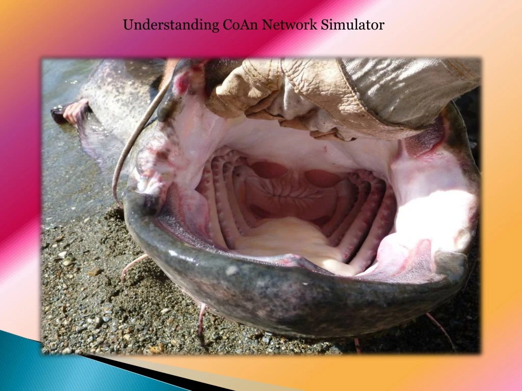understanding coan network simulator