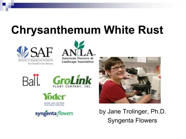 Chrysanthemum White Rust